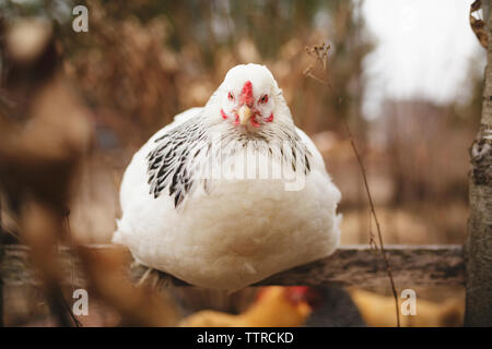 Close-up portrait of hen sitting on wooden railing Stock Photo