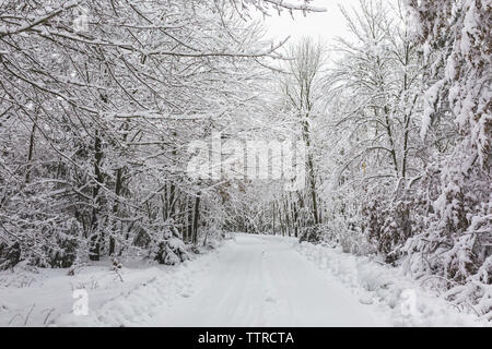 Scenic view of snow covered trees in forest Stock Photo