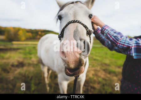 close up of horse making funny face Stock Photo