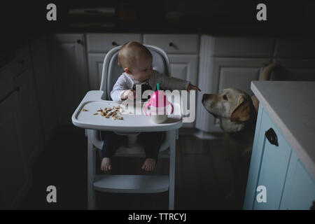 High angle view of baby girl looking at dog while sitting with food and drink on high chair in kitchen Stock Photo