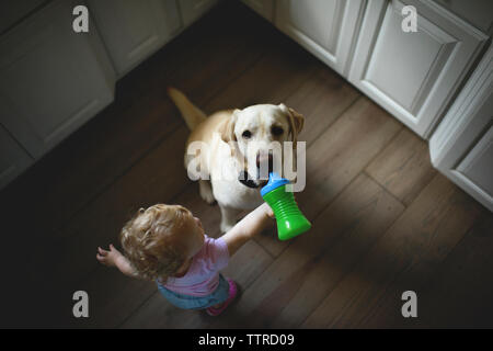 High angle view of baby girl feeding drink to dog while standing on hardwood floor in kitchen at home Stock Photo