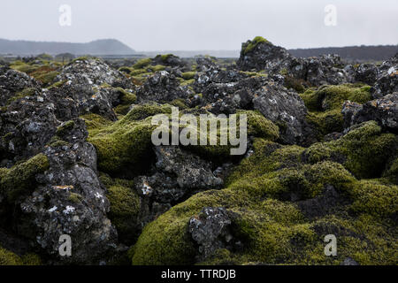 Moss growing on lava plain against sky Stock Photo