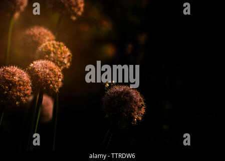Close-up of bee pollinating on flower during sunset Stock Photo