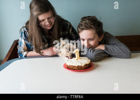 Siblings celebrating Yorkshire Terrier's birthday at home Stock Photo