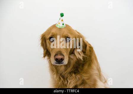 Golden retriever wearing a party hat and novelty happy birthday glasses ...