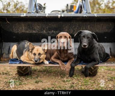 Portrait of dogs sitting on bulldozer blade Stock Photo