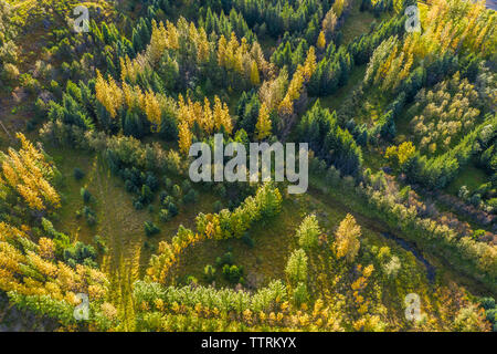Drone view of picturesque green and yellow fir trees growing on land in summer Stock Photo
