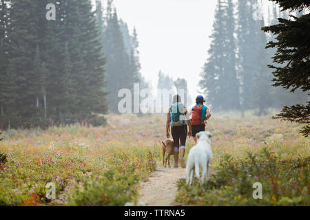 Rear view of friends with dogs walking on field in forest Stock Photo