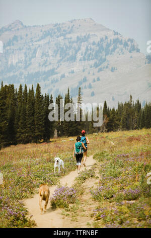 Rear view of female friends with dogs walking on field in forest Stock Photo