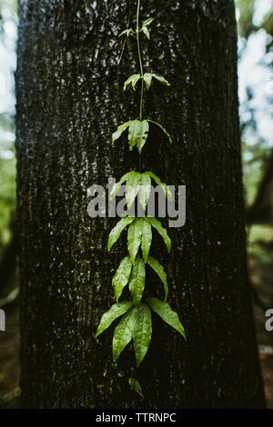 tree trunk with green leaves creeper 25063202 PNG