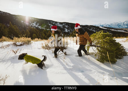 Dog walk and christmas tree cutting in santa hats Stock Photo