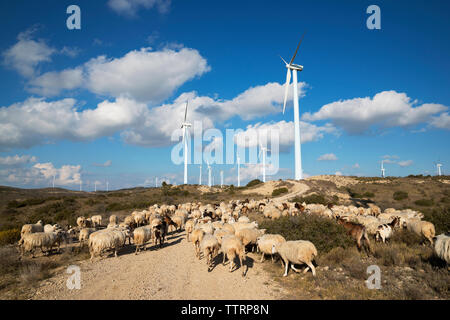 Windmills and Flock of sheep on wind farm against cloudy sky Stock Photo