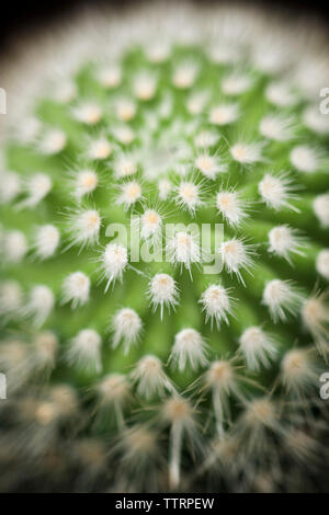 High angle close-up of cactus Stock Photo