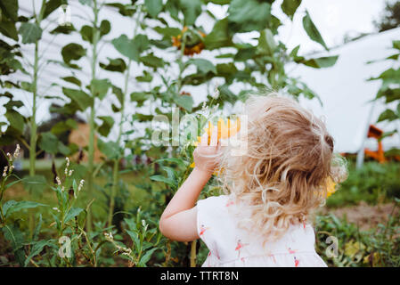 Rear view of girl smelling sunflower at field Stock Photo