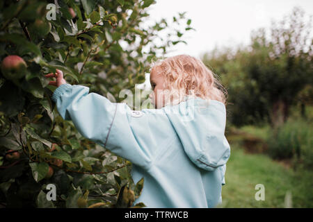 Side view of girl wearing raincoat picking apples from fruit tree at orchard Stock Photo