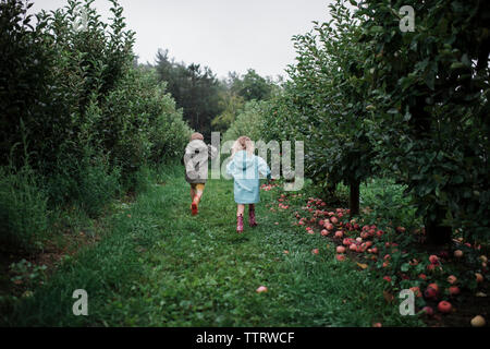 Rear view of playful siblings running amidst fruit trees at apple orchard Stock Photo