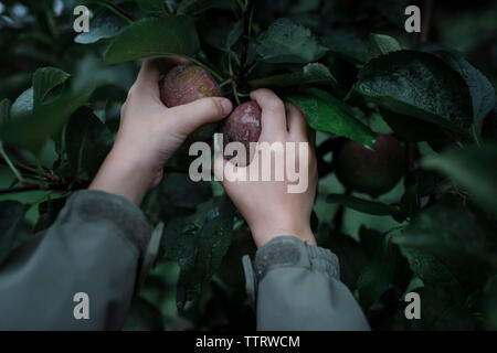 Cropped hands of boy picking fresh organic apples from fruit tree at orchard Stock Photo