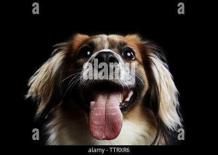 Close-up of dog panting against black background Stock Photo