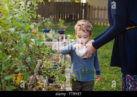 Midsection of mother holding bowl while son picking tomatoes in garden Stock Photo