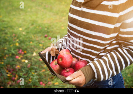 Midsection of woman carrying apples while standing in orchard Stock Photo