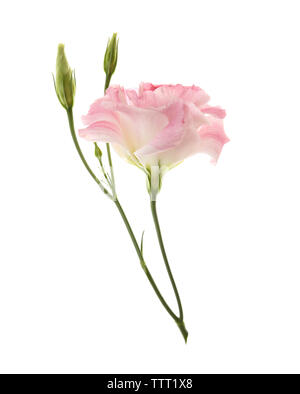 Pink eustoma flower isolated on white Stock Photo