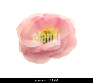 Pink eustoma flower isolated on white Stock Photo