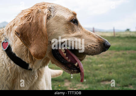 Close-up of wet Labrador Retriever with ball in mouth standing on grassy field against sky Stock Photo