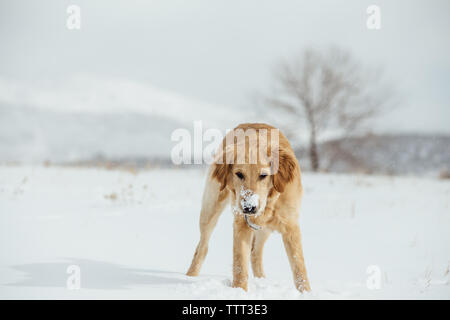 Golden retriever best sale runny nose