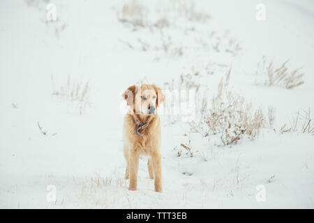 Golden retriever puppy standing in snowy field looking out Stock Photo