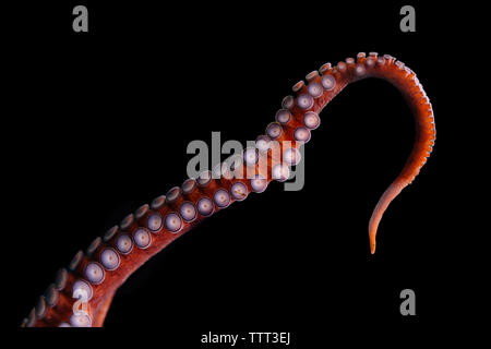 Great Pacific Octopus Tentacle on Black background Stock Photo
