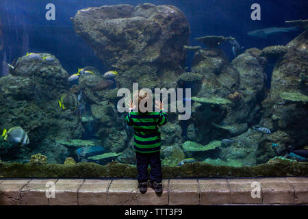 Little boy looking at fish in large aquarium tank Stock Photo