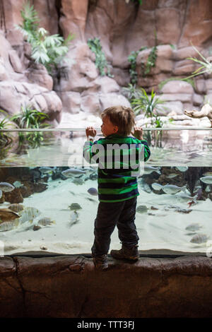 Boy looking into tank at an aquarium