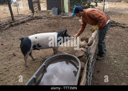 Side view of man feeding tomato to pig in animal pen Stock Photo