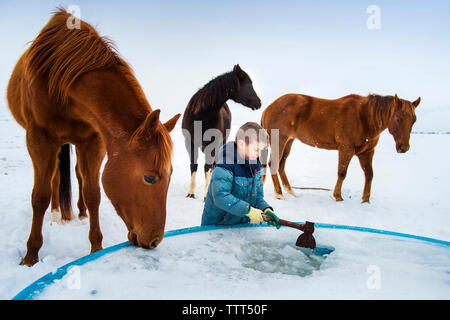 Boy breaking ice in container by horses at farm during winter