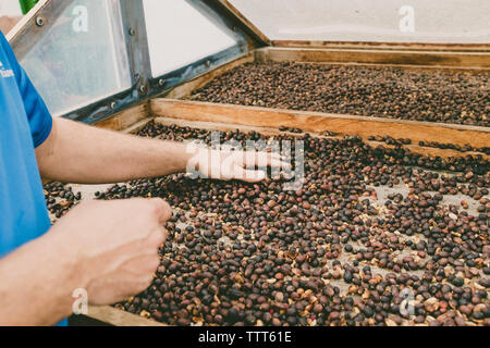 Close-up of hands spreading coffee beans Stock Photo