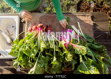 Woman farmer sorting freshly picked vegetables on farm Stock Photo