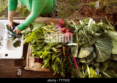 Woman farmer sorting freshly picked vegetables on farm Stock Photo
