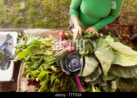 Woman farmer sorting freshly picked vegetables on farm Stock Photo