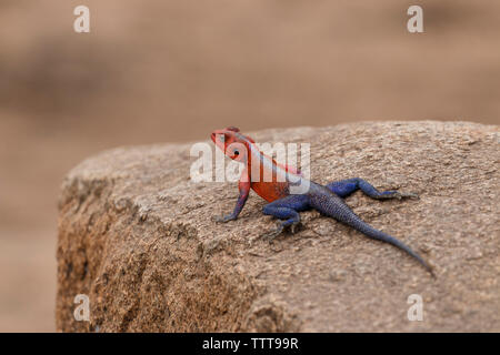 Close-up of Agama lizard on rock at Serengeti National Park Stock Photo