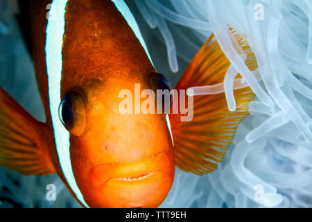 Close-up of red and black anemonefish (Amphiprion melanopus) by magnificent sea anemone Stock Photo