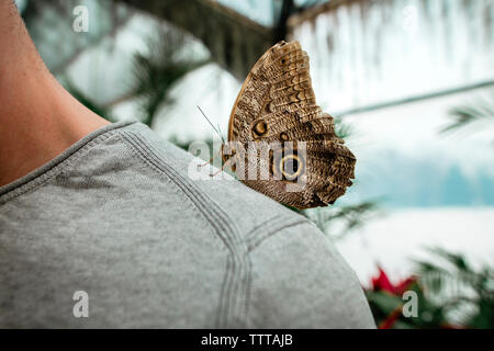 Close-up of butterfly on man's shoulder Stock Photo