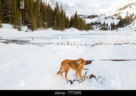 Golden Retriever on snow covered field Stock Photo