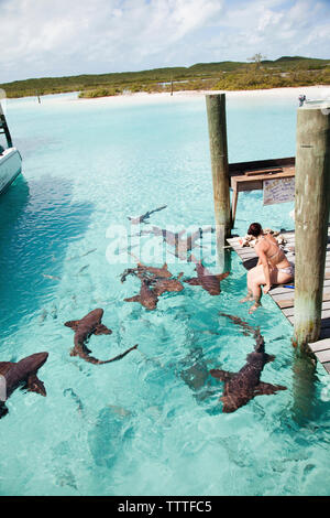 EXUMA, Bahamas. Swimming with docile nurse sharks at the Compass Cay Marina. Stock Photo