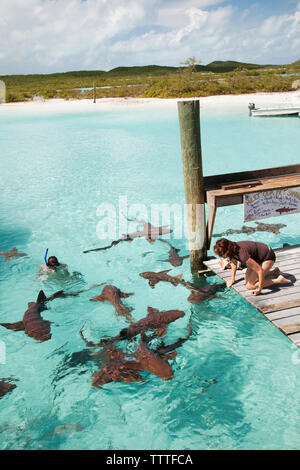 EXUMA, Bahamas. Swimming with docile nurse sharks at the Compass Cay Marina. Stock Photo