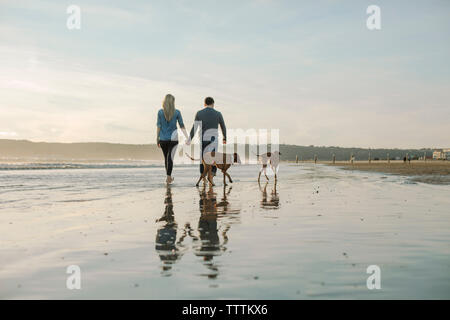 Rear view of couple holding hands while walking with dogs on shore at beach Stock Photo