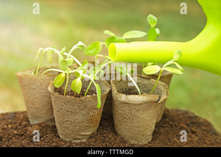 Water pouring from watering can on seedling in garden Stock Photo