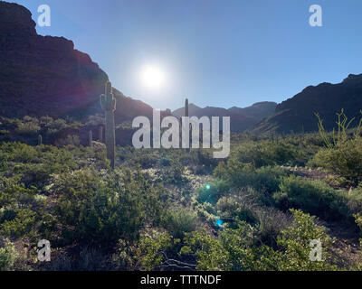 A spring early morning on the trail in Alamo, Canyon, Organ Pipe Cactus National Monument, in southwest Arizona. Stock Photo