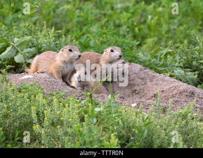 Young black-tailed prairie dogs are  around hole at the grasslands of Roberts Prairie Dog Town Stock Photo