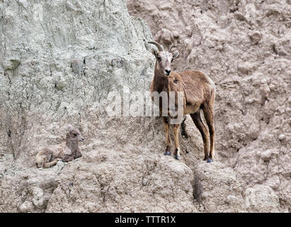 Female of  bighorn sheep (Ovis canadensis) with her lamb at the cliff of Badlands National Park, South Dakota, USA Stock Photo