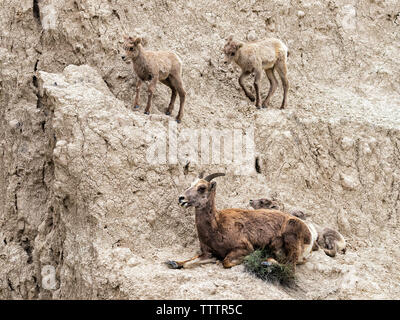 Female of  bighorn sheep (Ovis canadensis) with two lambs at the cliff of Badlands National Park, South Dakota, USA Stock Photo